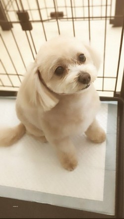 か