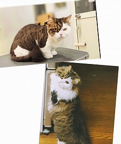 な