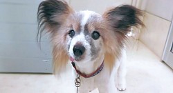 な