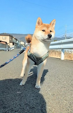 な