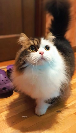 な