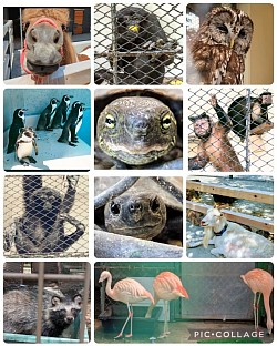 https://www.city.komoro.lg.jp/komoro_zoo/index.html