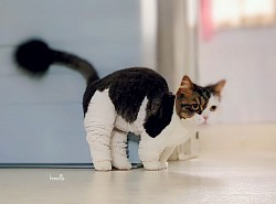 な