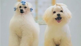 くーどる