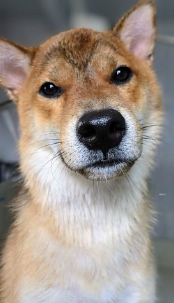 な