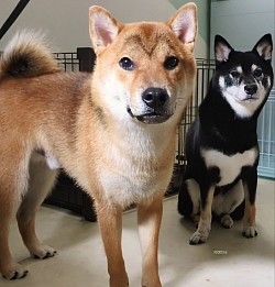 な
